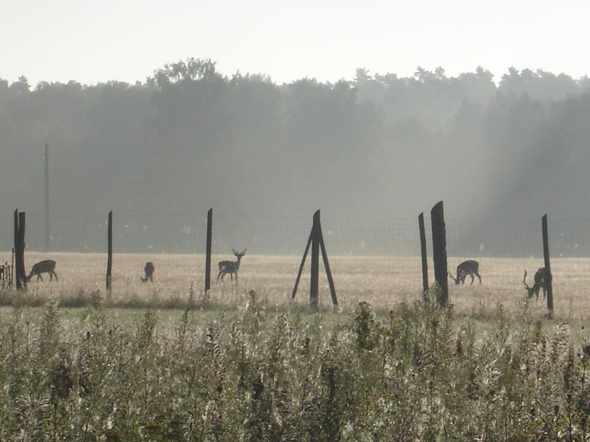 Ferienwohnung 1 Im Landhaus Am Wildpark Boek Exteriér fotografie